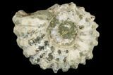 Bumpy Ammonite (Douvilleiceras) Fossil - Madagascar #115597-1